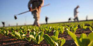 23/05/22 - RINNOVATO IL CCNL OPERAI AGRICOLI E FLOROVIVAISTI