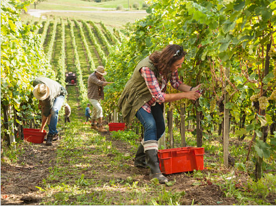 11/08/23 - VENDEMMIA TURISTICA: QUALI SONO LE REGOLE PER LA GESTIONE IN SICUREZZA